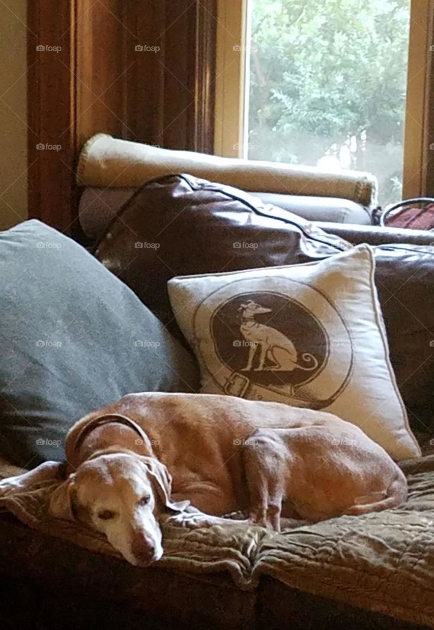 Older dog peacefully laying on couch with pillows and blanket. Windows show a beautiful bright summer day outside.
