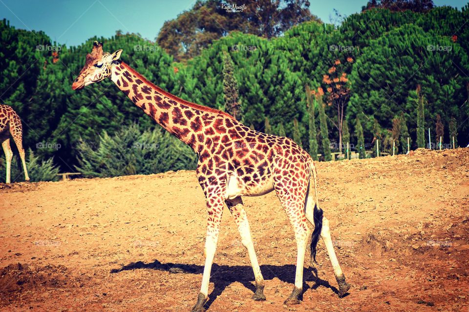 The Giraffe