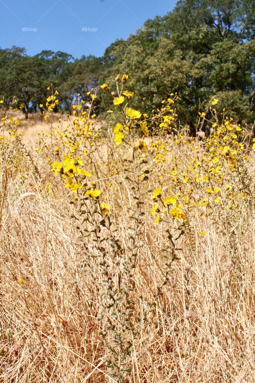 Yellow wild flowers 