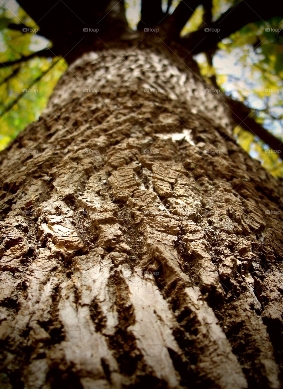 Tree bark texture