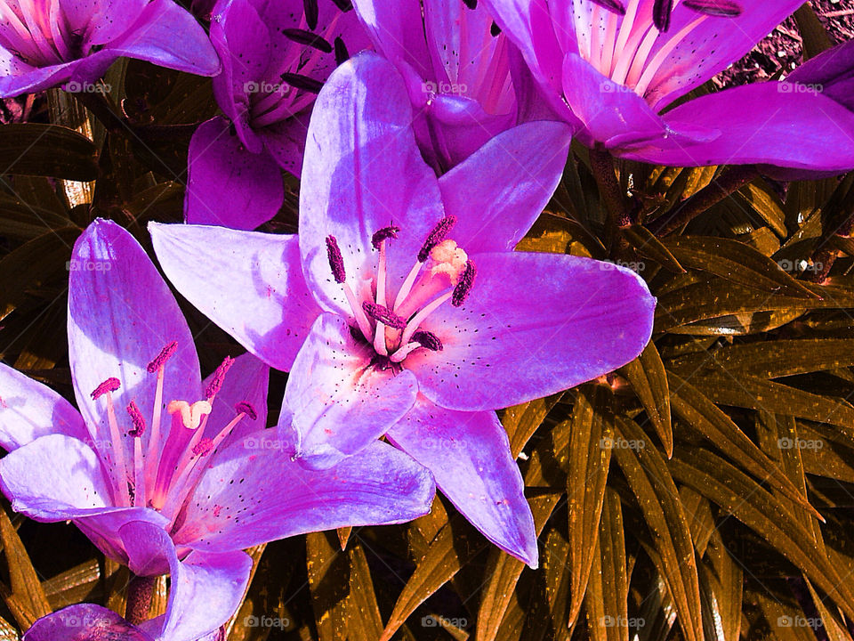 spring flower purple lily by silkenjade