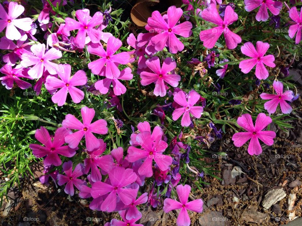 Pink vinca