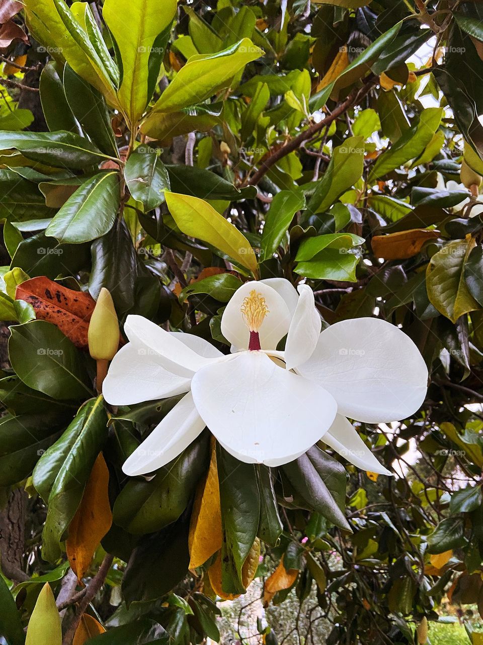 Top view of green tree with magnolia flowers close up. Spring garden.  Blooming plant