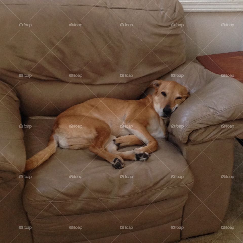 Dog, Sofa, Furniture, Canine, Mammal