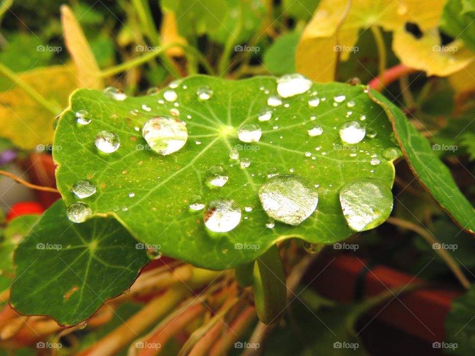 dewdrops