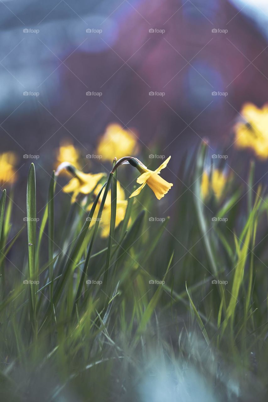 a portrait with the focus on a single daffodil with around it a blur consisting of others of its kind.