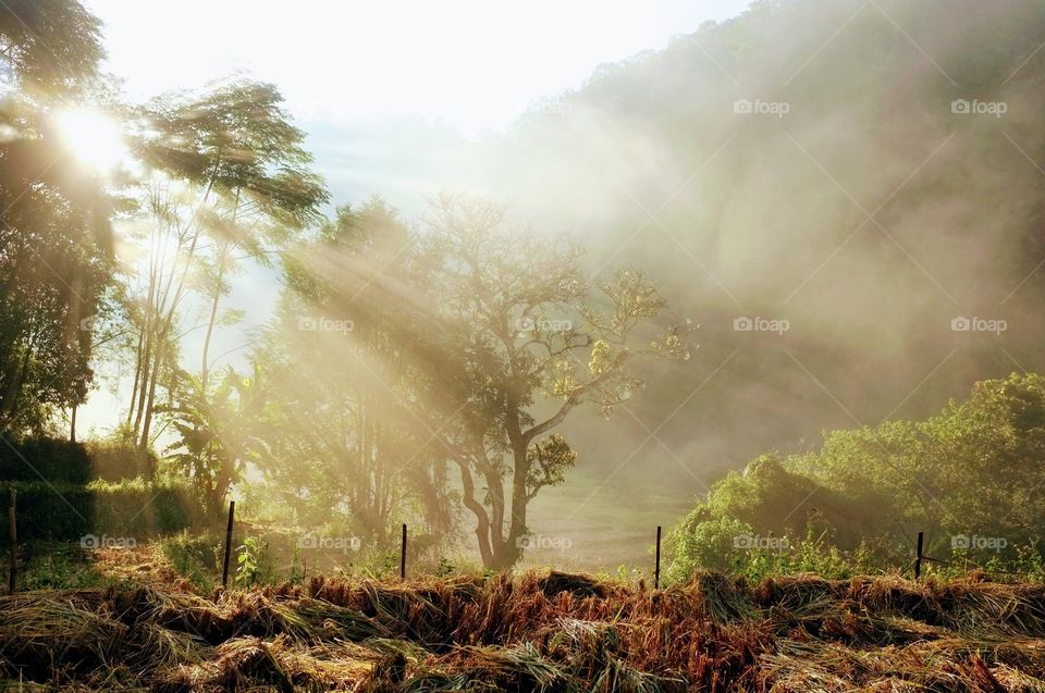 The first light of a happy day.