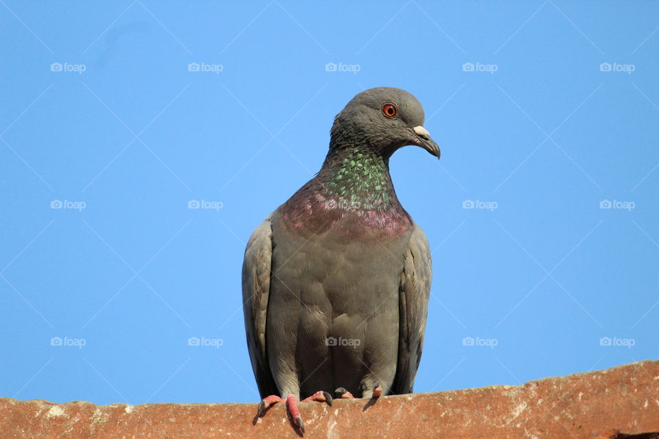 #pigeon