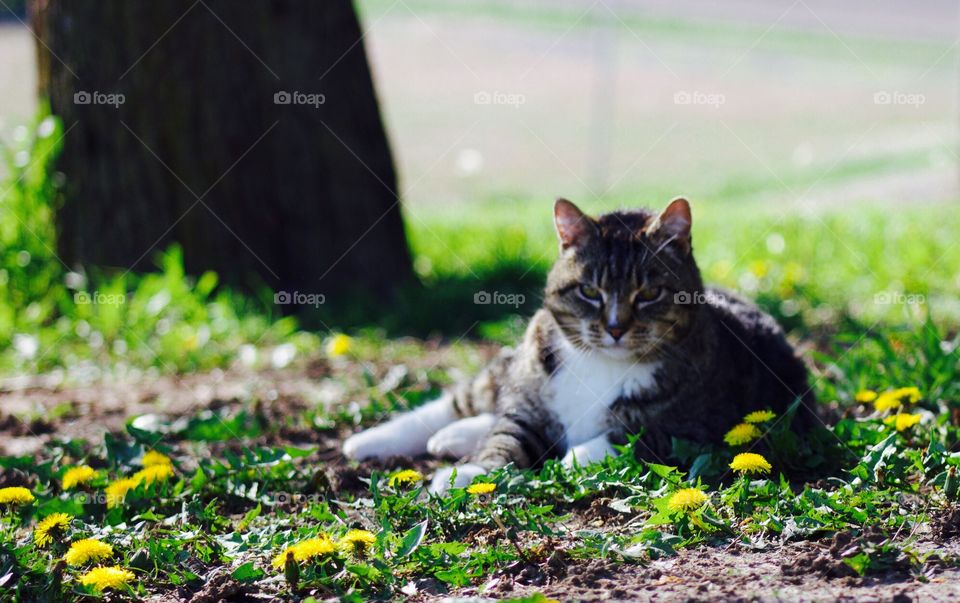 Summer Pets - grey tabby cat laying in a yard among dandelions, blurred and misty background, rural setting