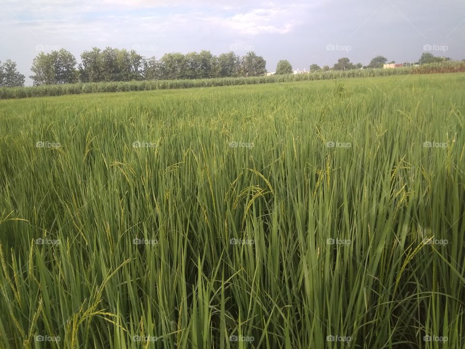 rice is field