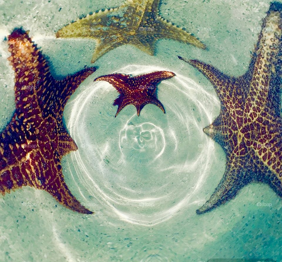 Abstract of starfish in the ocean 