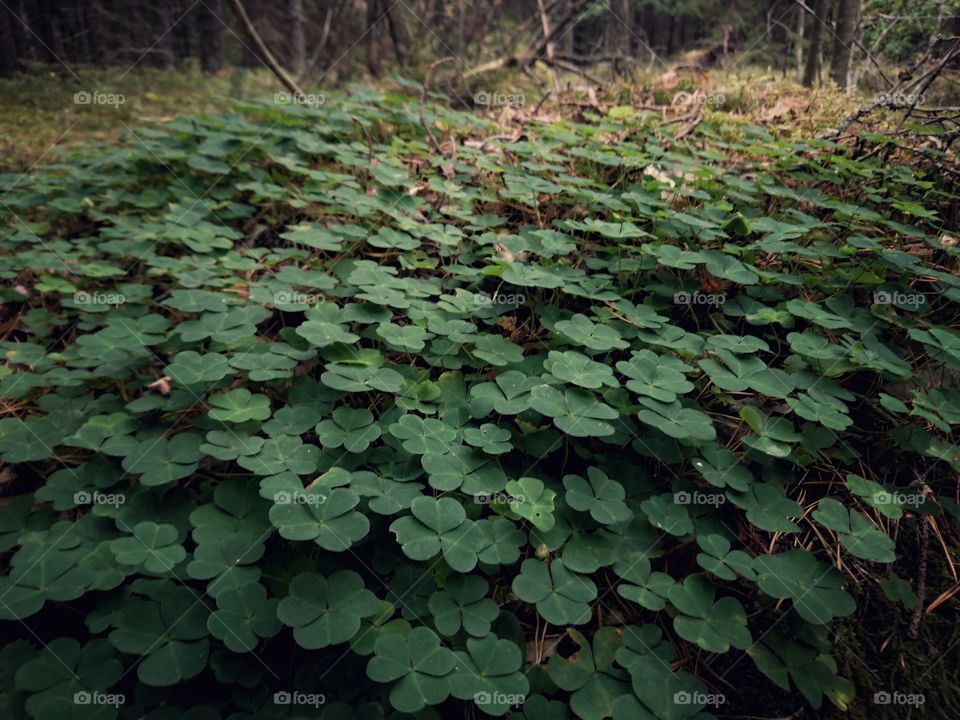 Common wood sorrel