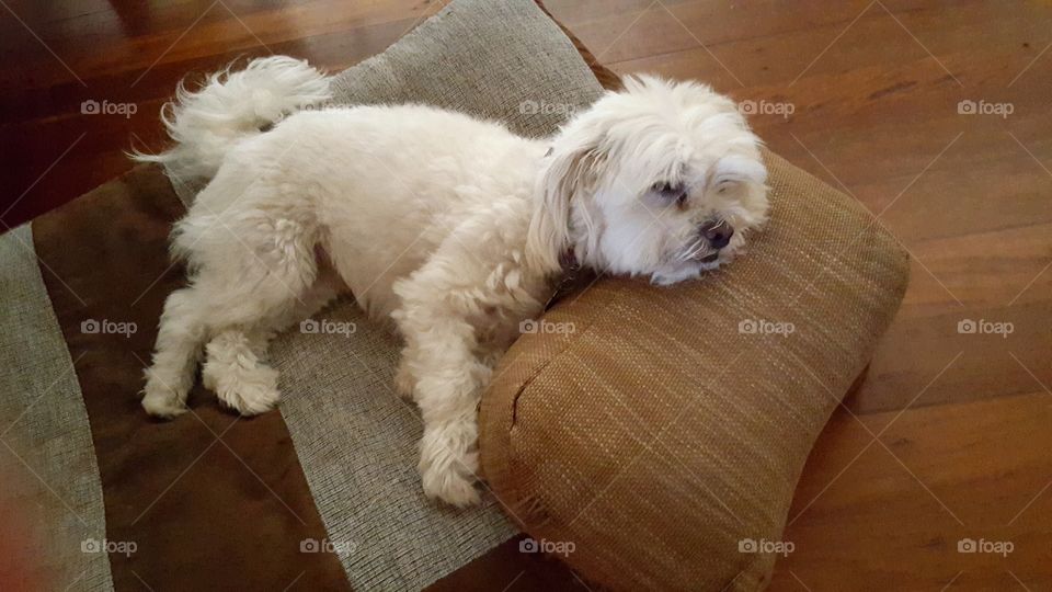 Maltese shitzu dog resting