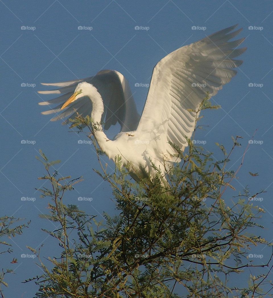 Great Egret Landing on Tree