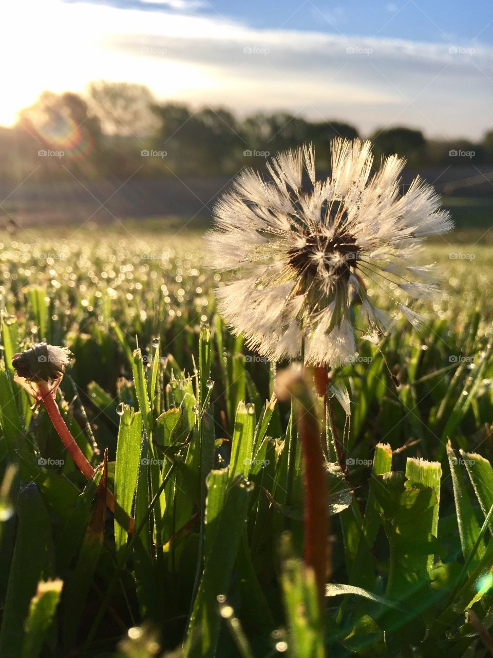 Dandelion flower in field