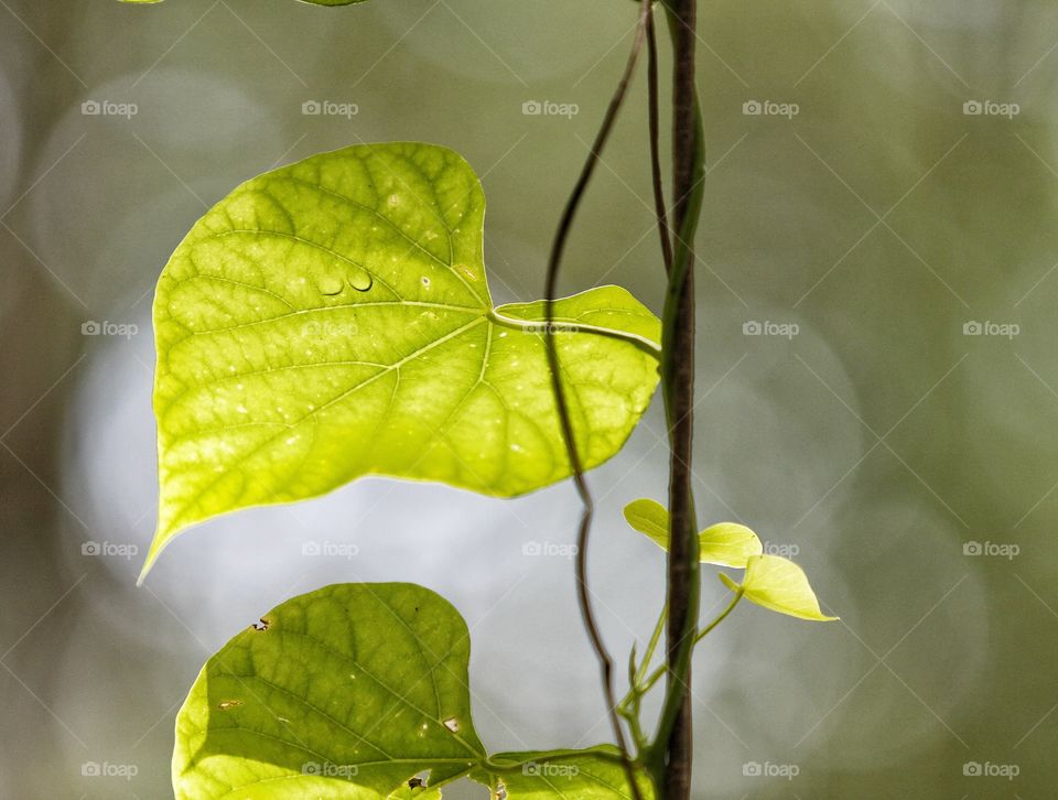 leaf and bokeh