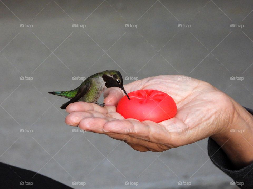 Hummingbird perched on human’s hand 