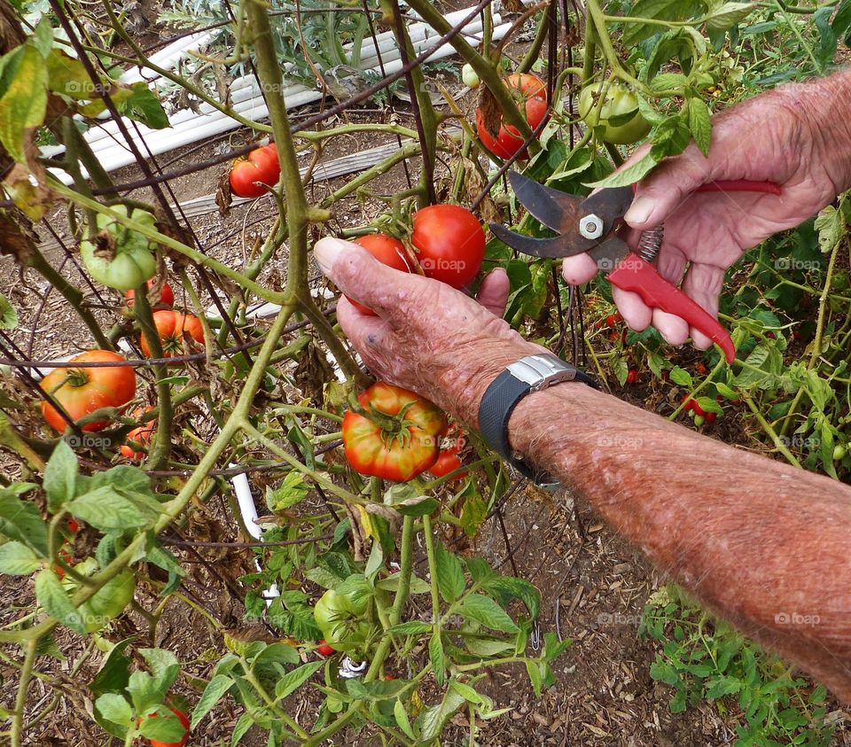 Harvesting tomatoes