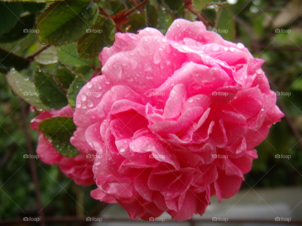 rain rose
