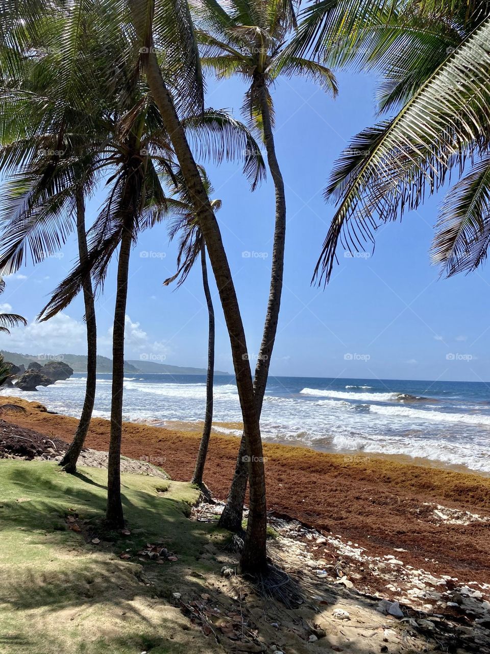 Tropical Coastline at Bathsheba Barbados 