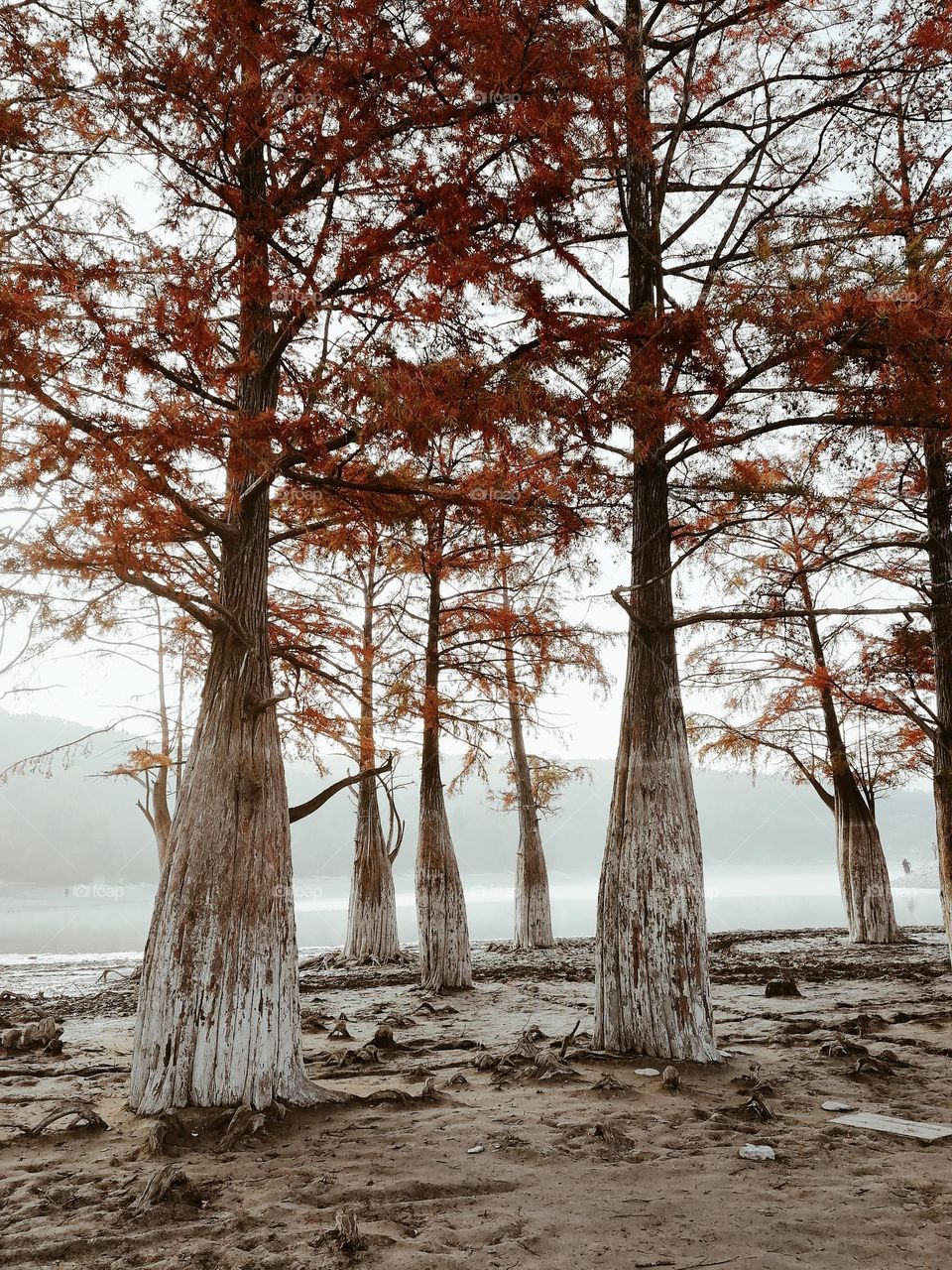 Cypresses in the fog, cypresses with red leaves, cypresses in the lake at dawn, fall cypresses, cypresses in autumn 