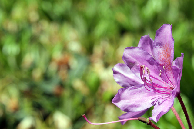 Big Flower
