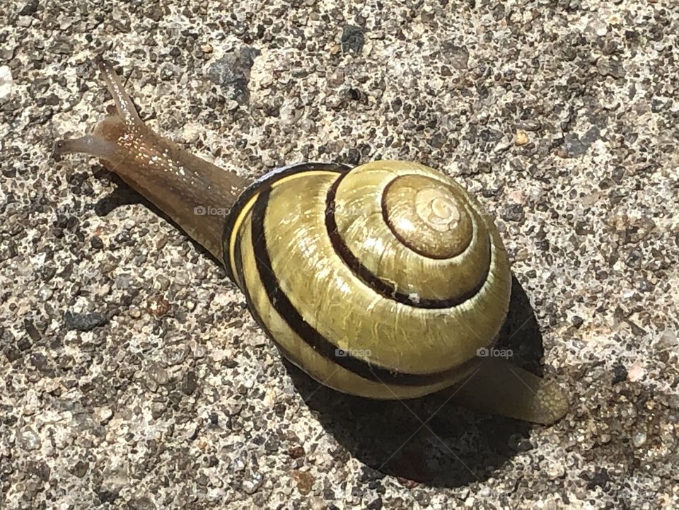 Snail
