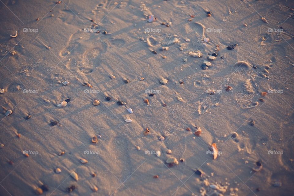 Seashells