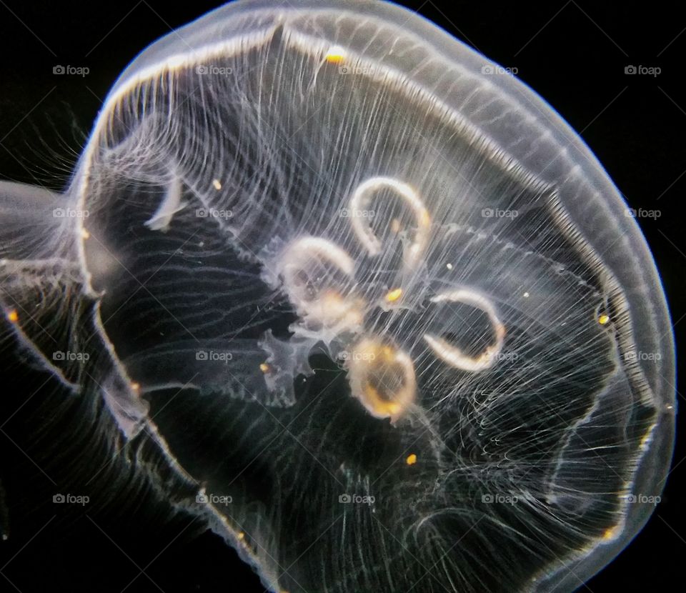 Jellyfish showing its translucency. At the Audubon Aquarium of the Americas, New Orleans, Louisiana, USA.