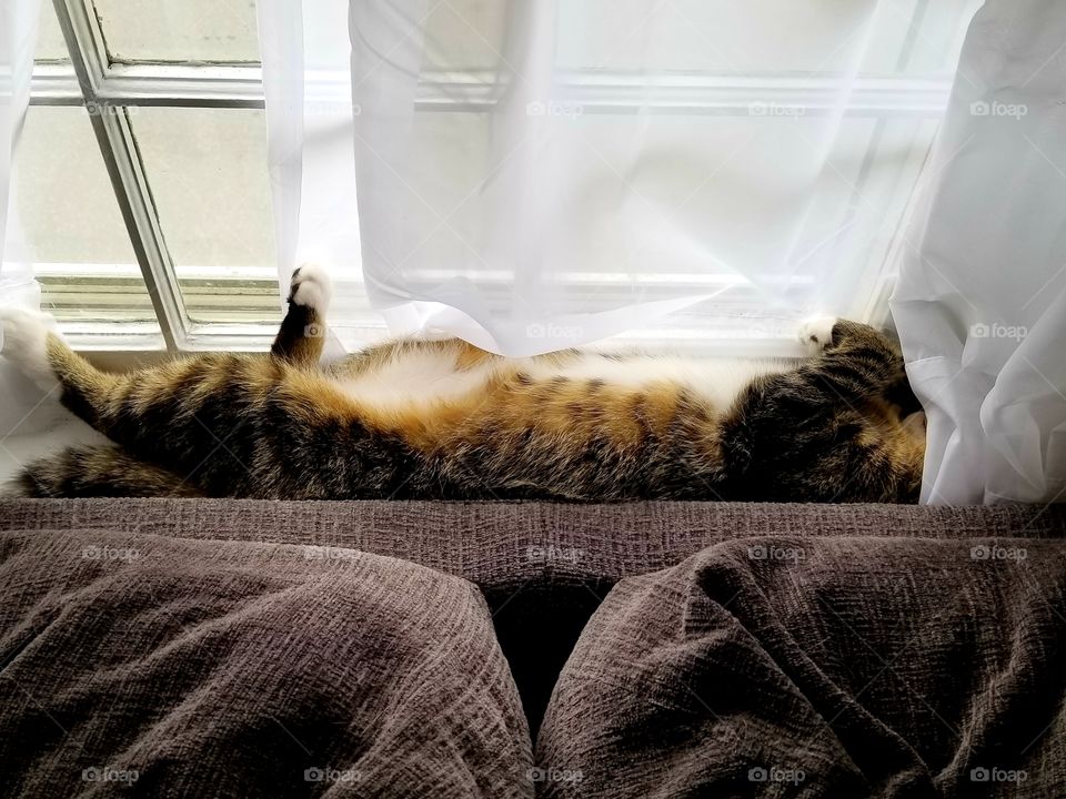 Sleeping cat in window sill