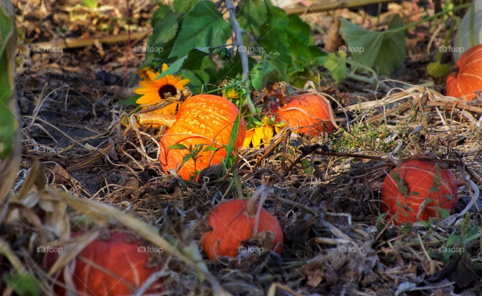 Pumpkin patch with sunflowers