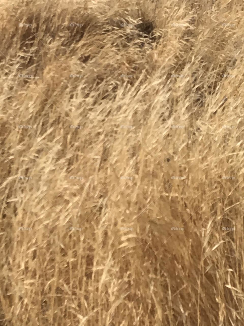 Dry grass covering an open field during the summer. It makes it appear to be a prairie.