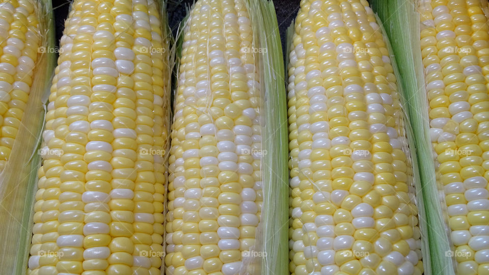Fresh picked corn on the cob