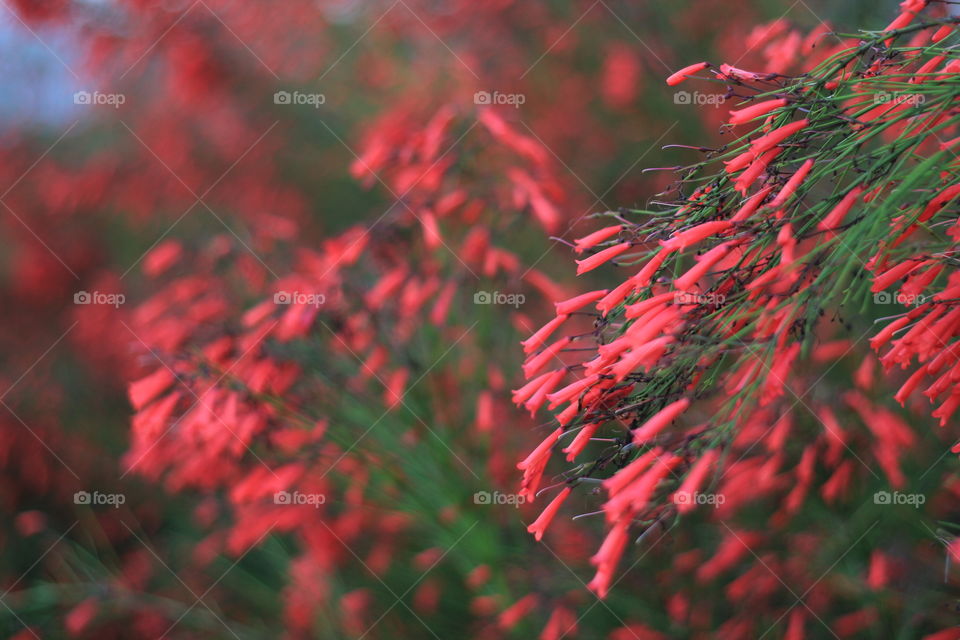 Beautiful red coloured flowers