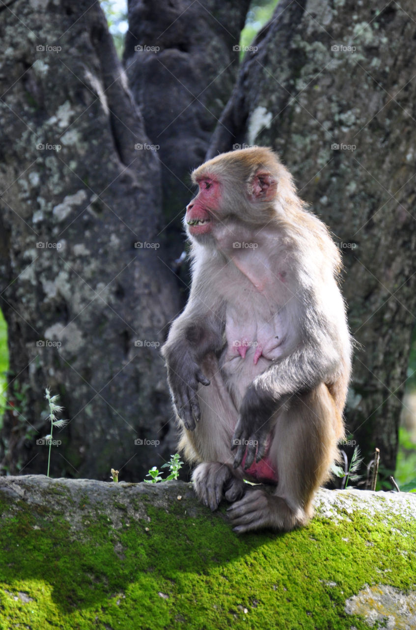 Monkey sitting on mossy rock