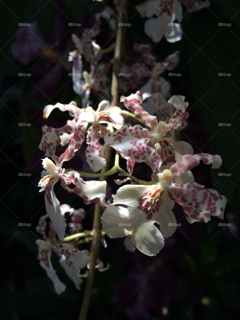 Dancing Orchids 