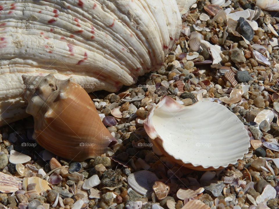 Three shells close up on shell fragments 