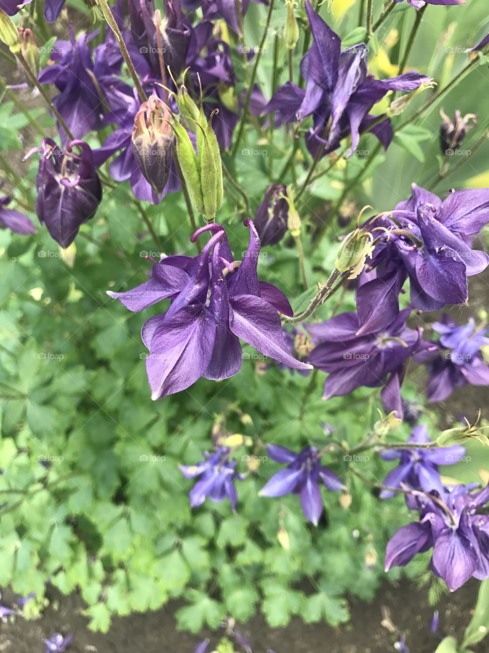 Flowers in the garden 