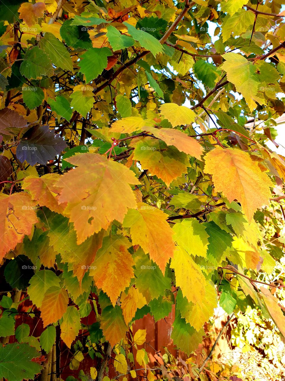 leaves gold and green