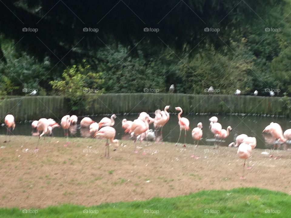 Flamingos