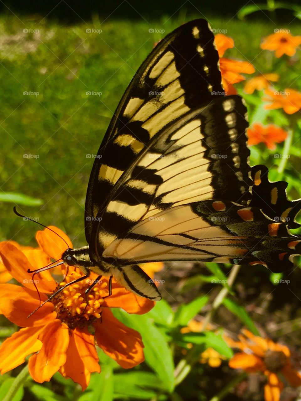 Butterflies,insects