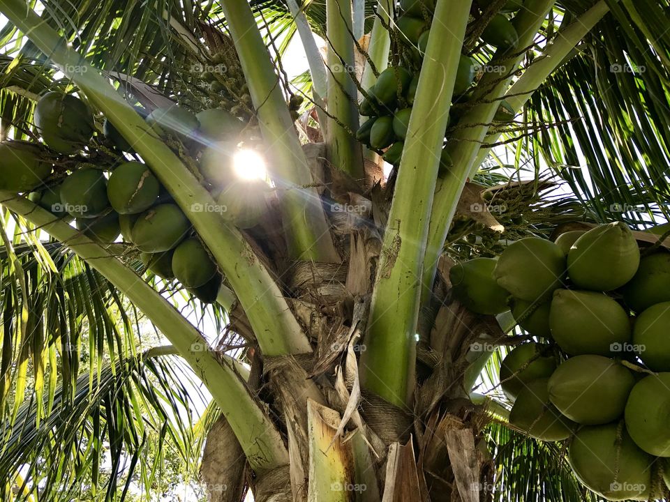 Coconuts