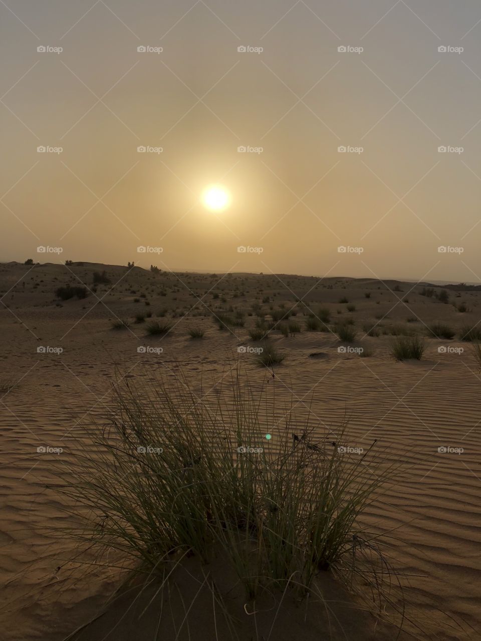 Sunset in the desert