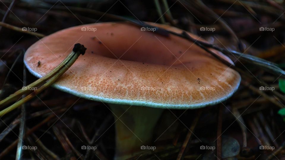 Macro photo of mushrooms in the forest