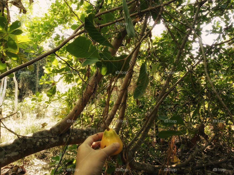 Picking fruit