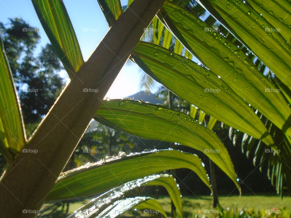 PLANT, GARDEN, LEAVES, FLOWERS, ENVIRONMENT.