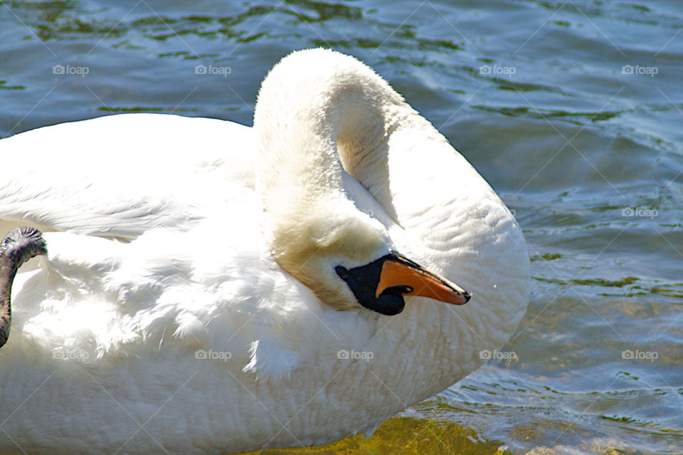 swan