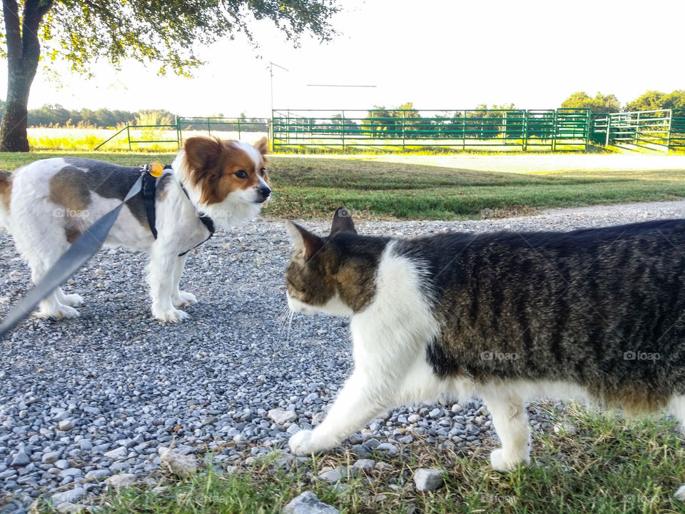 dog and cat friendly greeting