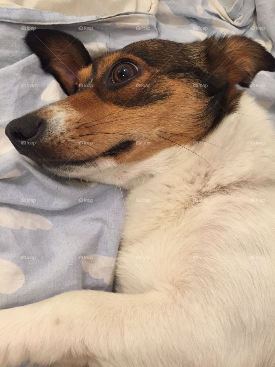 Dog, Mammal, Pet, Canine, Animal