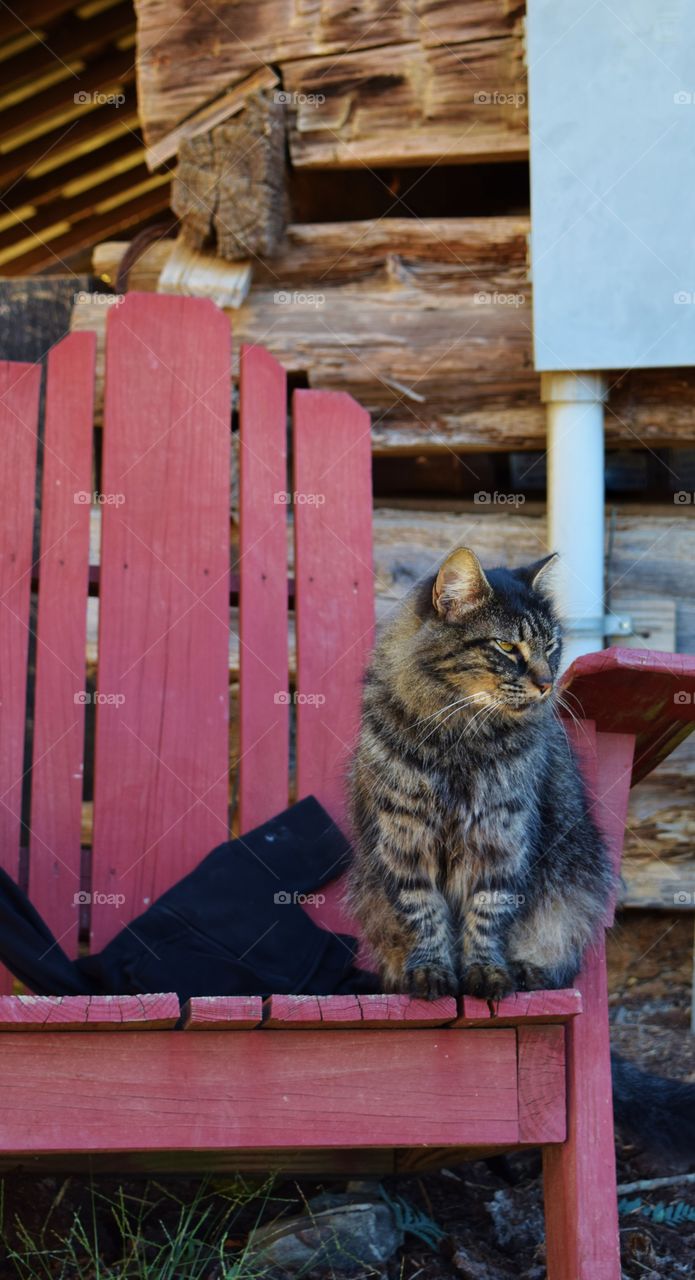 Barn cat